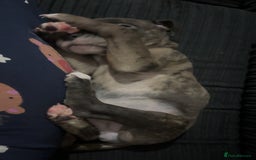 Mixed Breed dogs for sale: Roxie 9weeks old staffy x bandog  - Advert 5