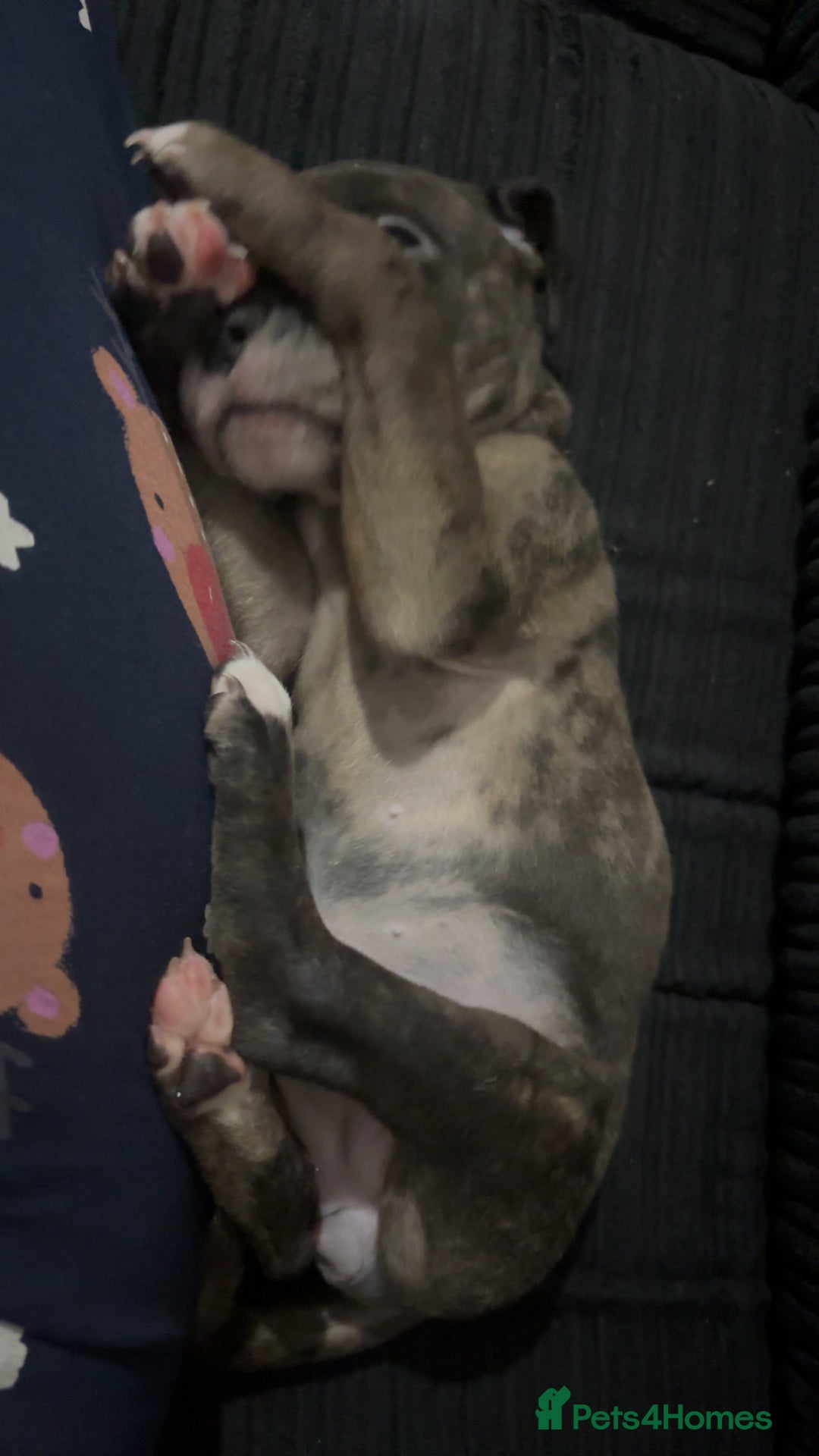 Mixed Breed dogs for sale: Roxie 9weeks old staffy x bandog  - Advert 5