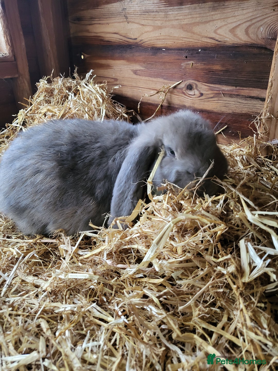 French Lop rabbits for sale: Giant French lops  - Image 10