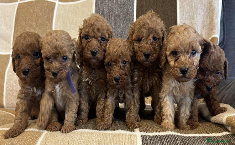 Miniature Poodle dogs - Advert 6