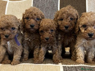 Miniature Poodle dogs - Advert 6