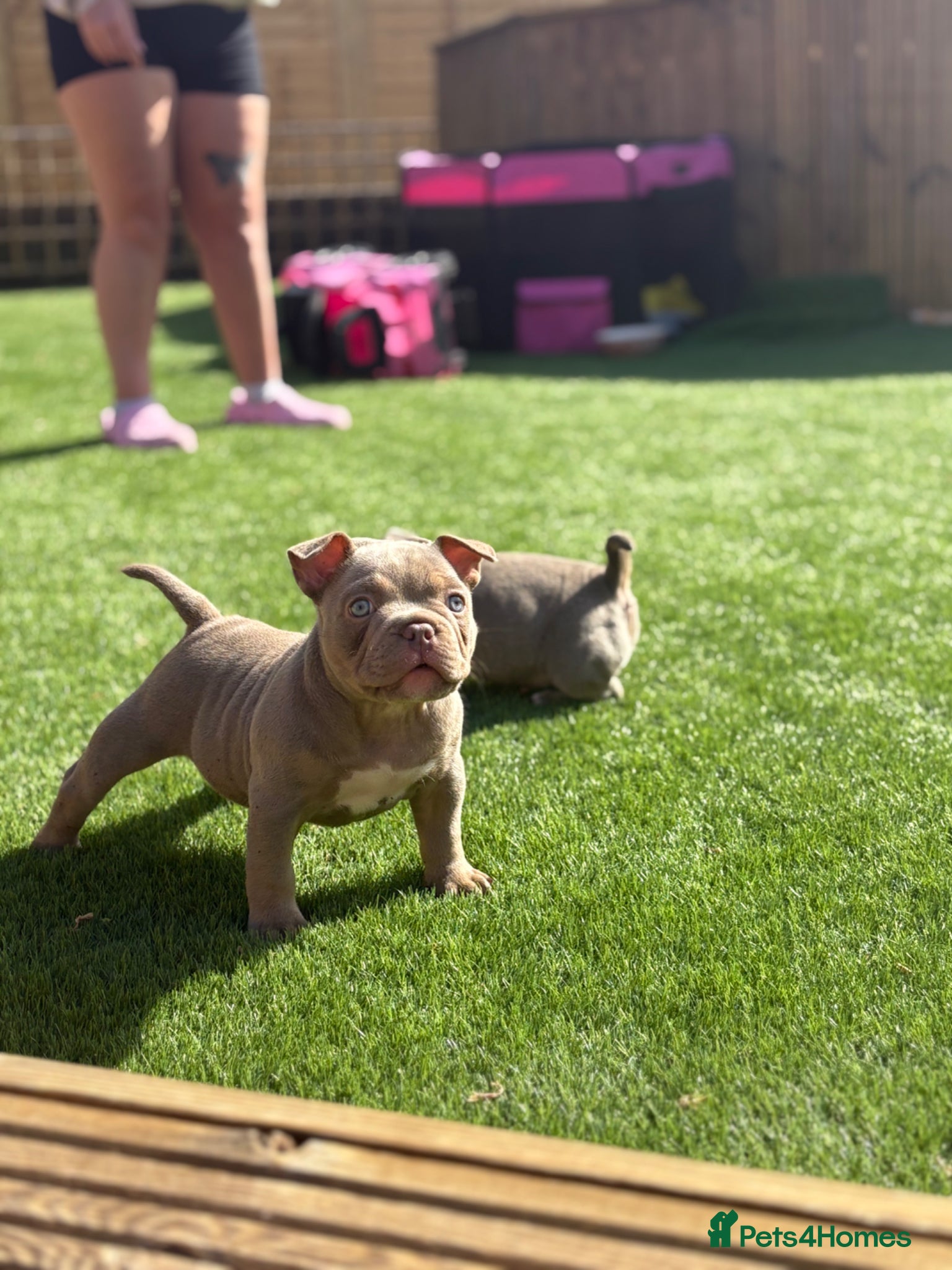 American Bully dogs 9 week old Micro exotic female - Advert 1
