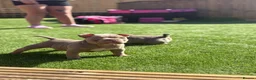American Bully dogs for sale: Micro exotic female in New Milton - Advert 7