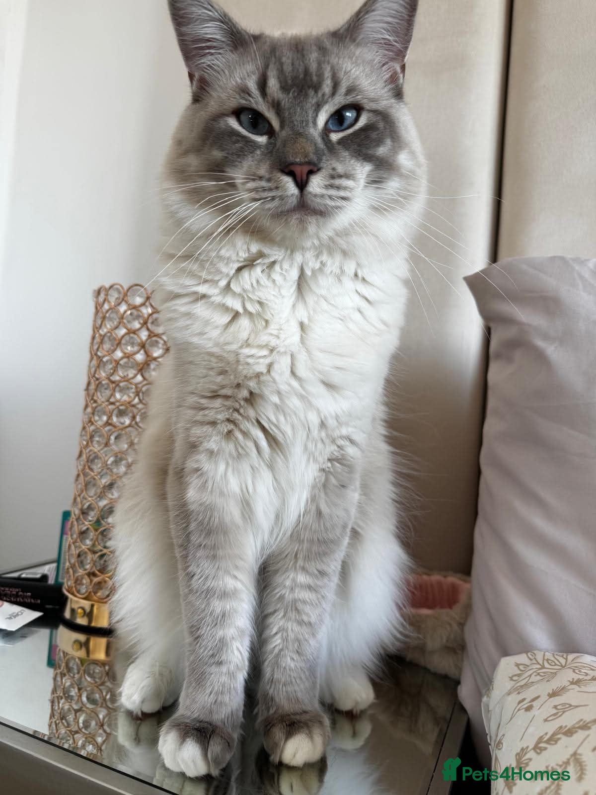Ragdoll cats Blue Mitted Ragdoll For Stud - Advert 1