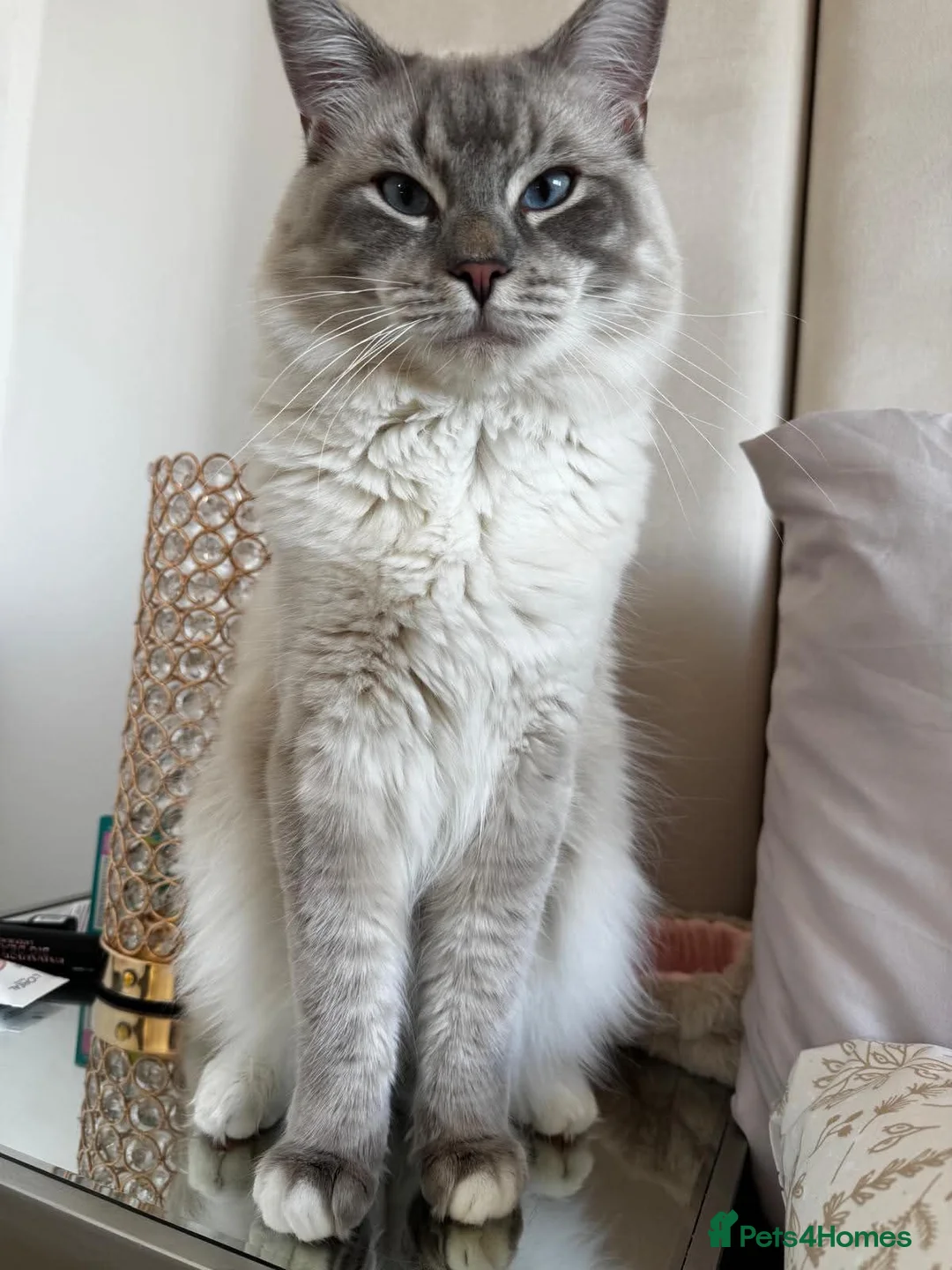 Ragdoll cats for stud: Blue Mitted Ragdoll For Stud - Advert 1