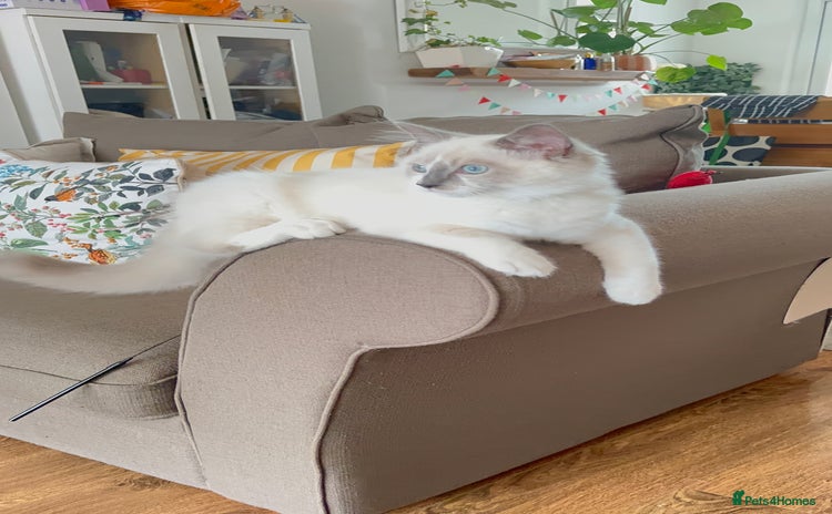 Ragdoll cats - Advert 16