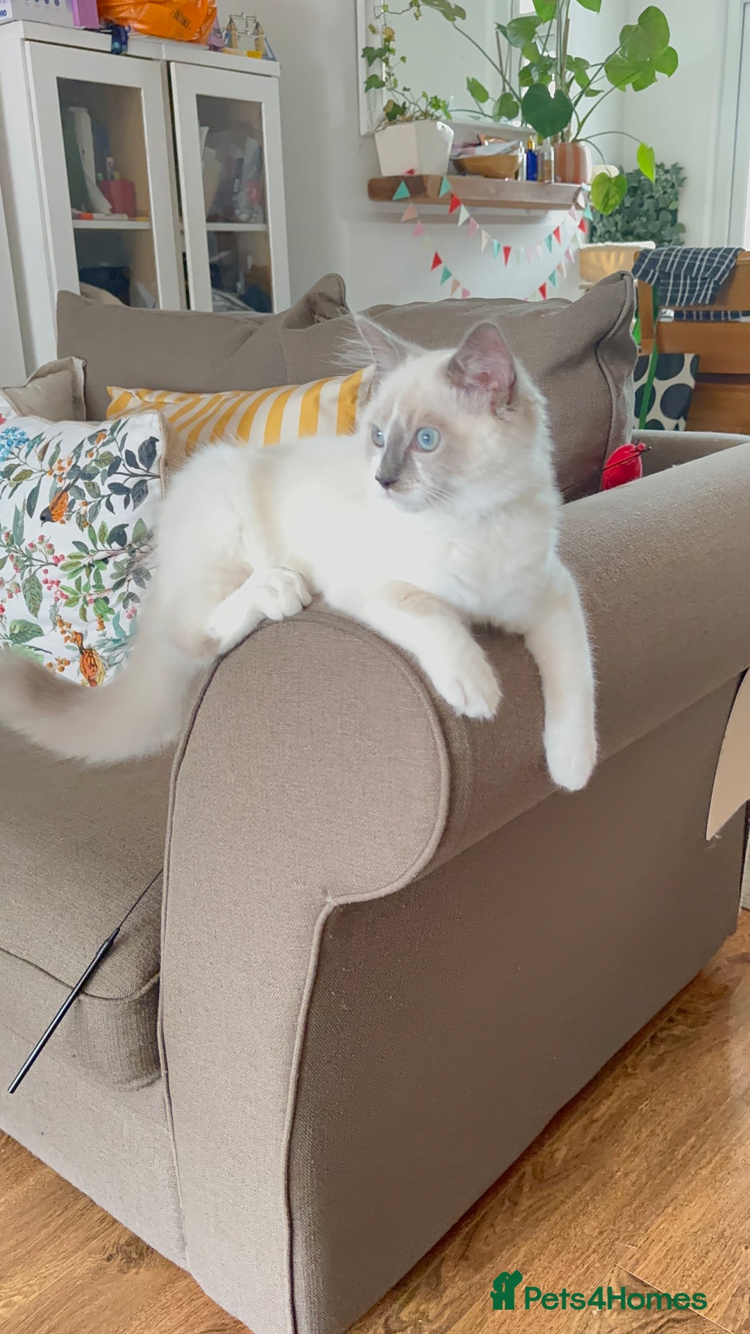 Ragdoll cats for sale: Handsome playful Ragdoll Kitten - Male - Image 1