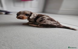 Dachshund dogs for sale: Miniature long hair dachsund puppy - Image 5