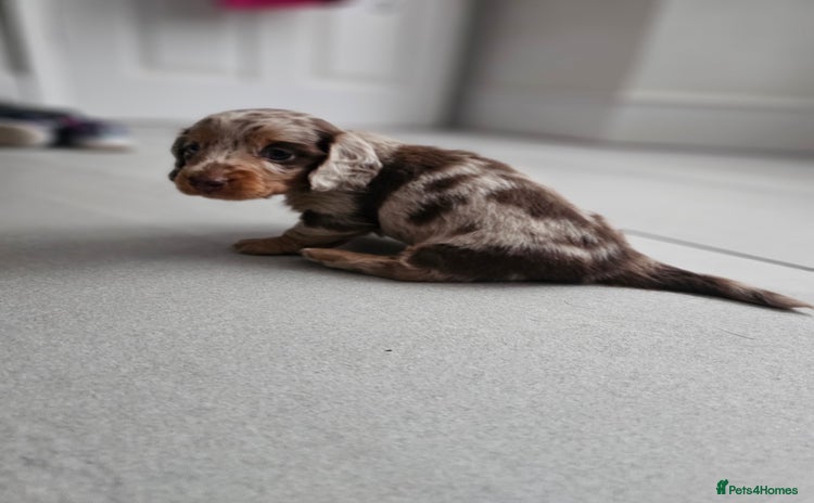Dachshund dogs - Advert 3