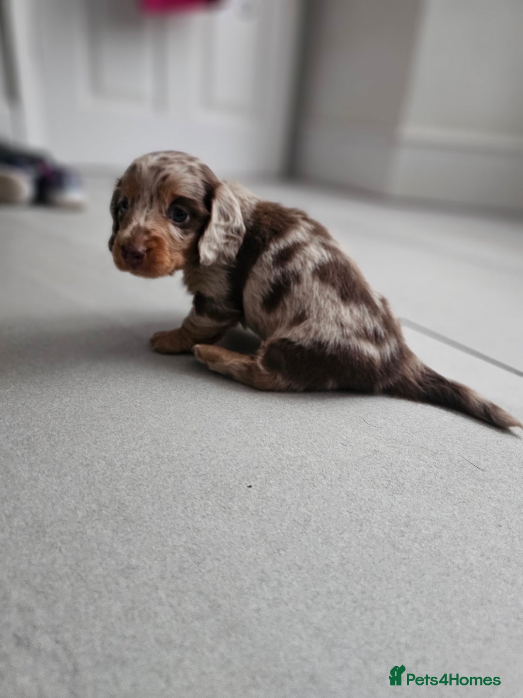 Dachshund dogs for sale: Miniature long hair dachsund puppy - Image 5