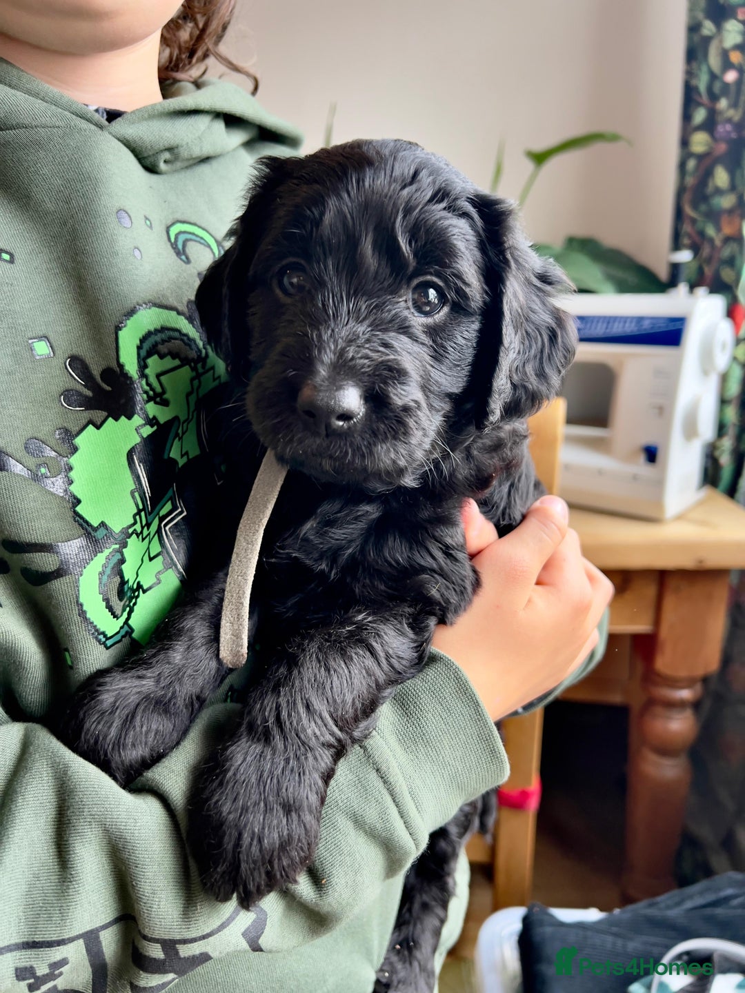 Goldendoodle dogs for sale: Black Phantom Goldendoodles Ready For A New Home! - Advert 13