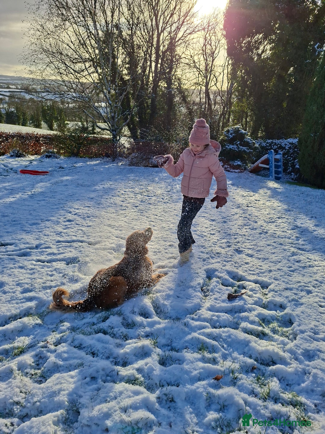 Golden Retriever dogs for sale: Red Working Line Pedigree Golden Retriever Pups - Advert 5