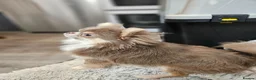 Chihuahua dogs for stud: KC Reg Lilac chihuahua, PROVEN, DNA Tested CLEAR  - Advert 4
