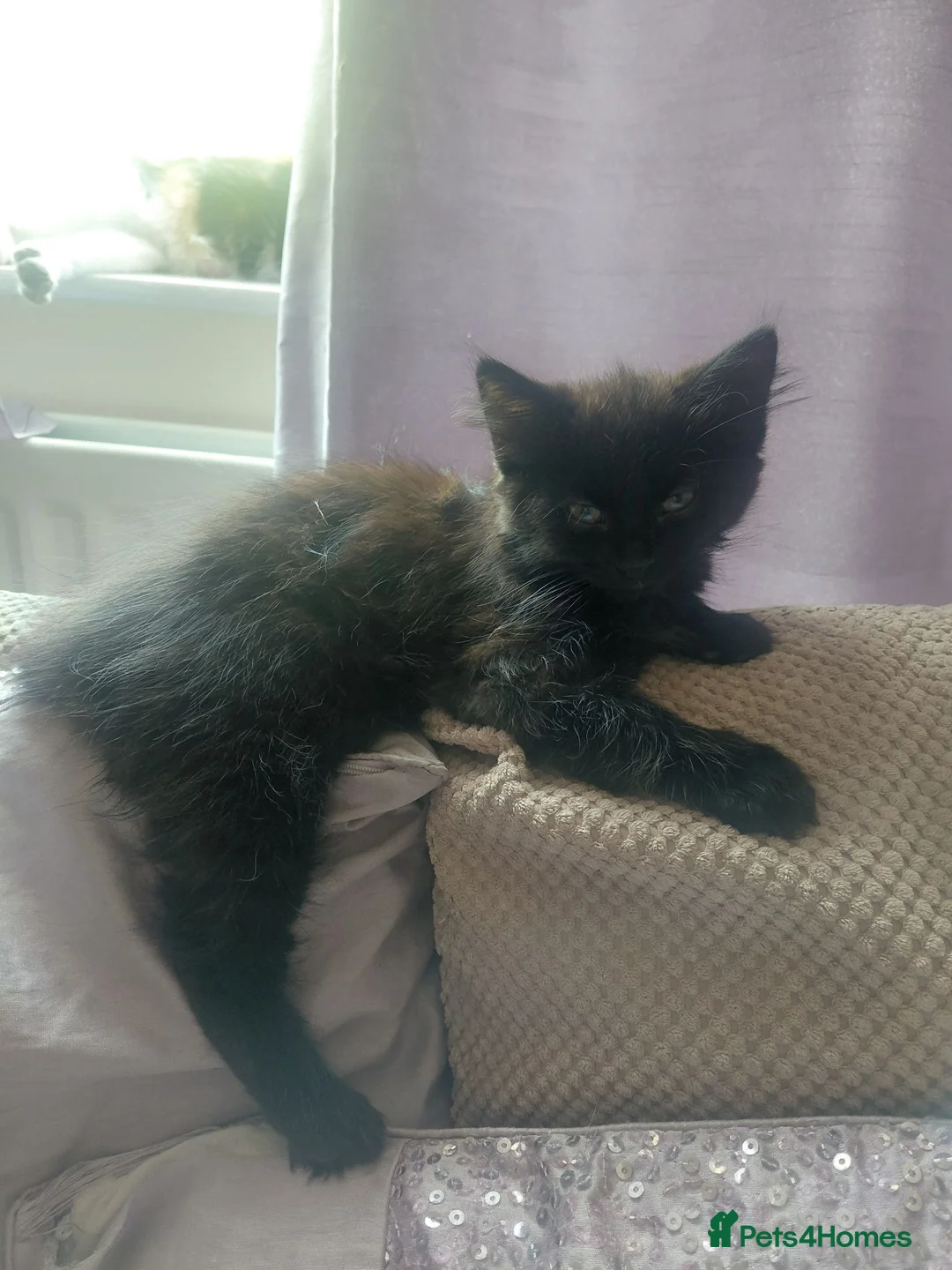 Mixed Breed cats for sale: 1 Beautiful kitten left, calico kitten #5 - Advert 2