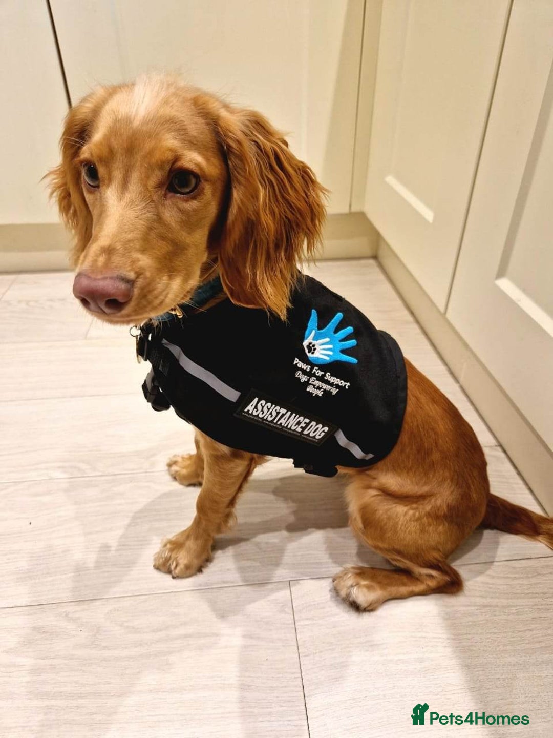 Cocker Spaniel dogs for sale: Stunning dark fox red and golden cockers - Advert 5