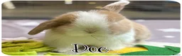 Mini Lop rabbits for sale: 2 Pure Mini Lops - Available 27th Feb - Advert 2