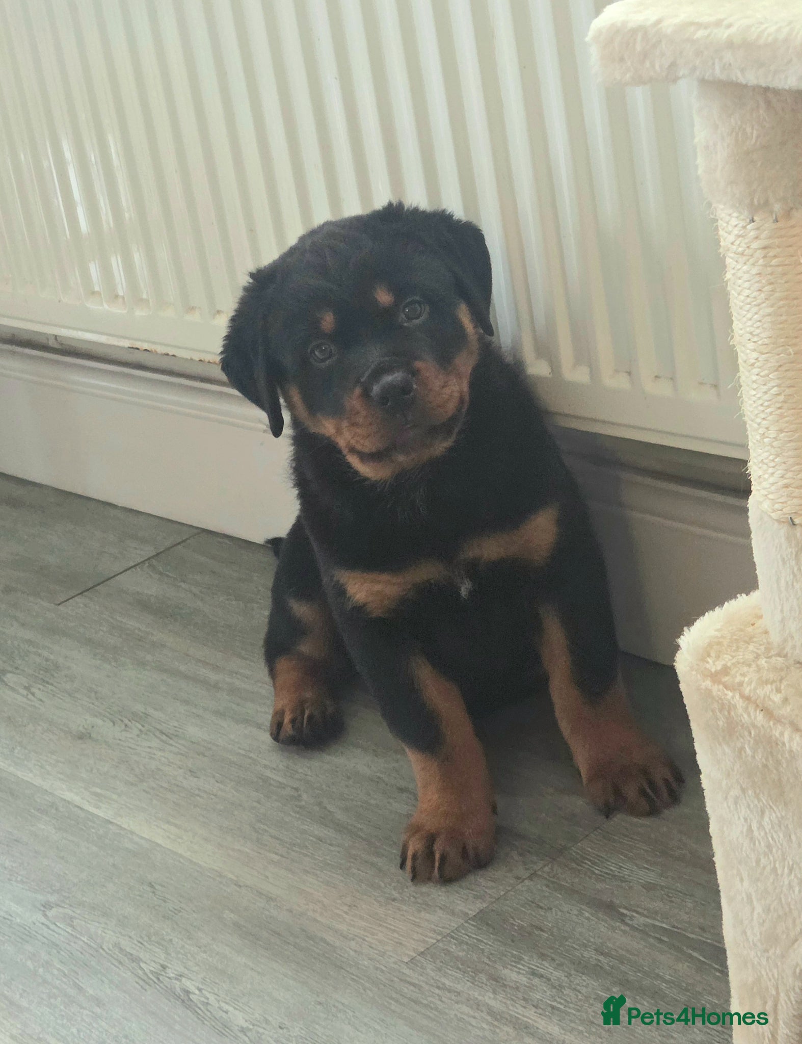Rottweiler dogs Rottweiler Puppies – Champion & Top Bloodlines - Advert 9