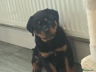 Rottweiler dogs Rottweiler Puppies – Champion & Top Bloodlines - Advert 9