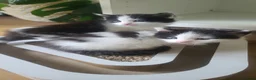 Maine Coon cats for sale: Male part mainecoon  in Bournemouth - Advert 2