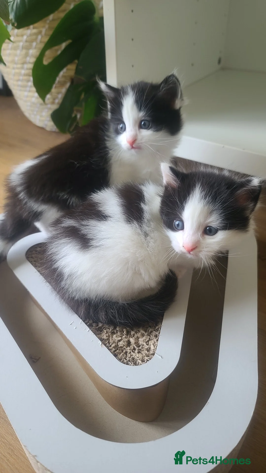 Maine Coon cats for sale: Male part mainecoon  in Bournemouth - Advert 2