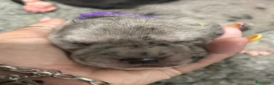 Purple Collar 