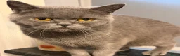 British Shorthair cats for sale: British blue shorthair cats  - Advert 2