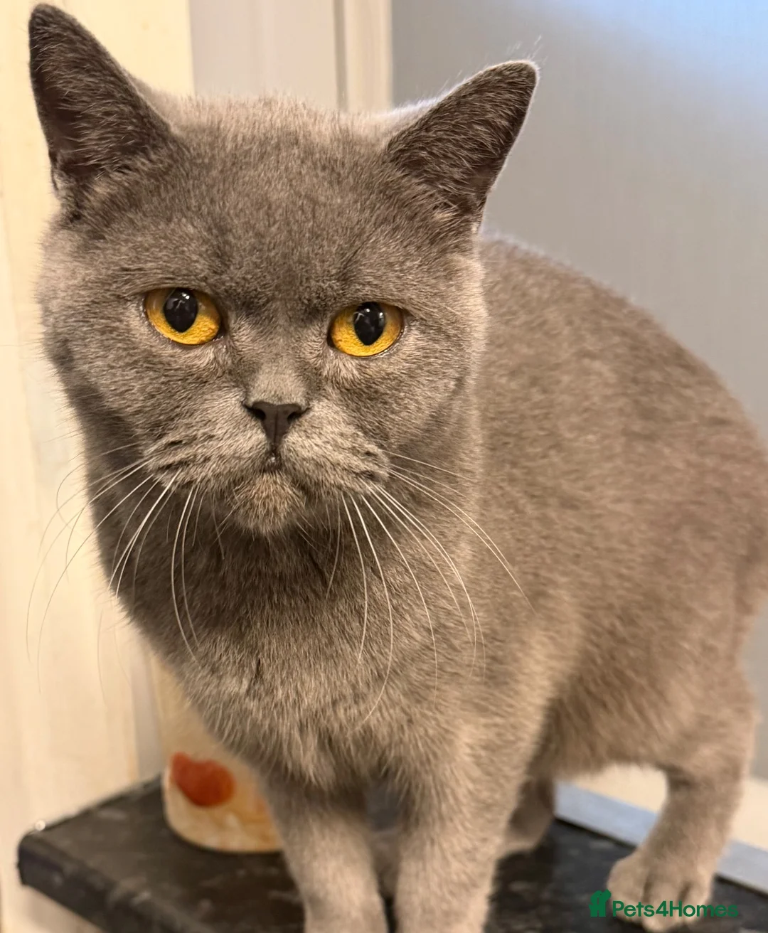 British Shorthair cats for sale: British blue shorthair cats  - Advert 2