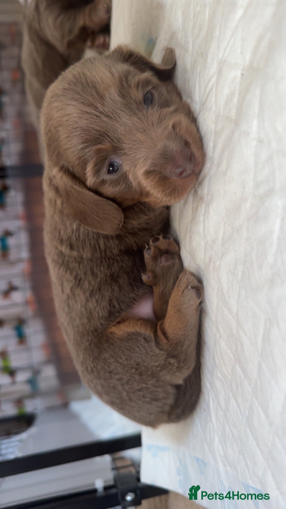 Miniature Dachshund dogs Short&Longhaired Miniature dachshund pups❤️ - Advert 10
