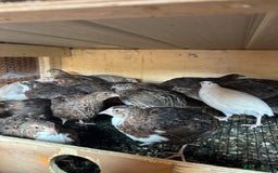 Quail poultry for sale: Quail for sale jumbo size & standard  - Image 1