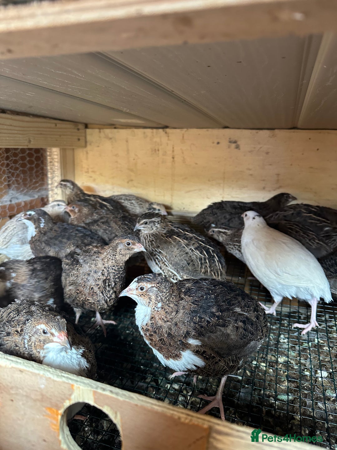 Quail poultry for sale: Quail for sale jumbo size & standard  - Image 1