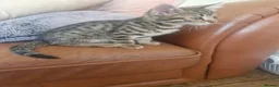 Bengal cats for sale: 🐾 Beautiful Bengal Girl Kittens - available now🐾 in Reading - Advert 8