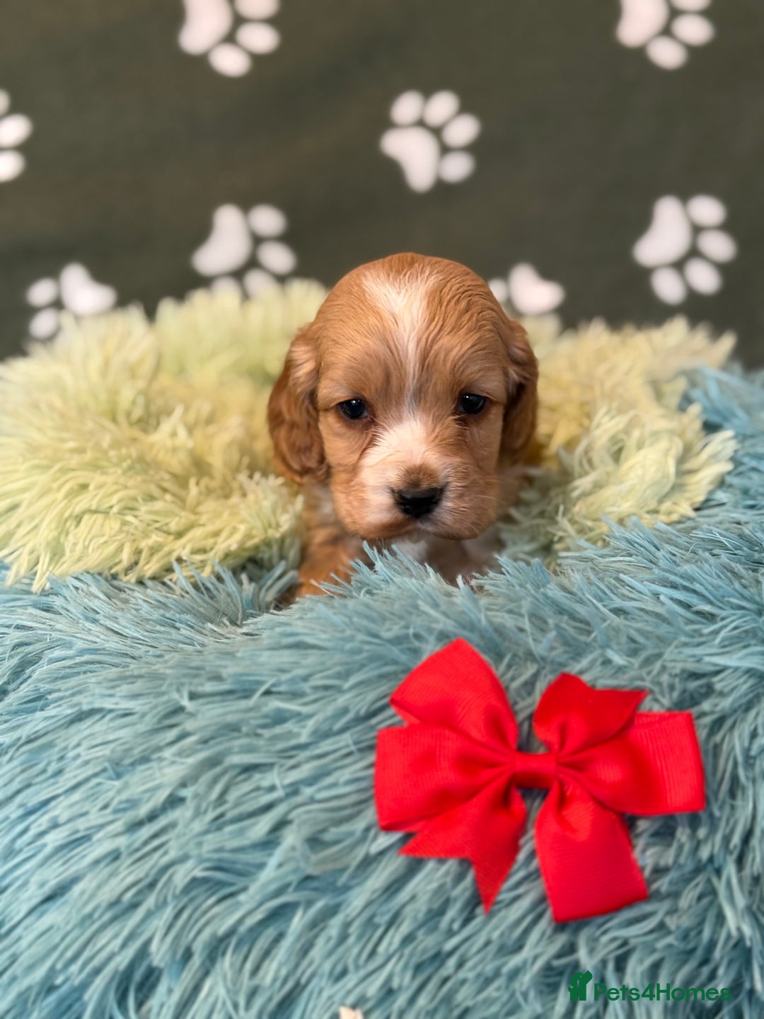 Cockapoo dogs for sale: F1 Cockapoo’s available  - Advert 15