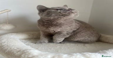 British Shorthair cats GCCF Registered Lilac British Shorthair Boy - Advert 10