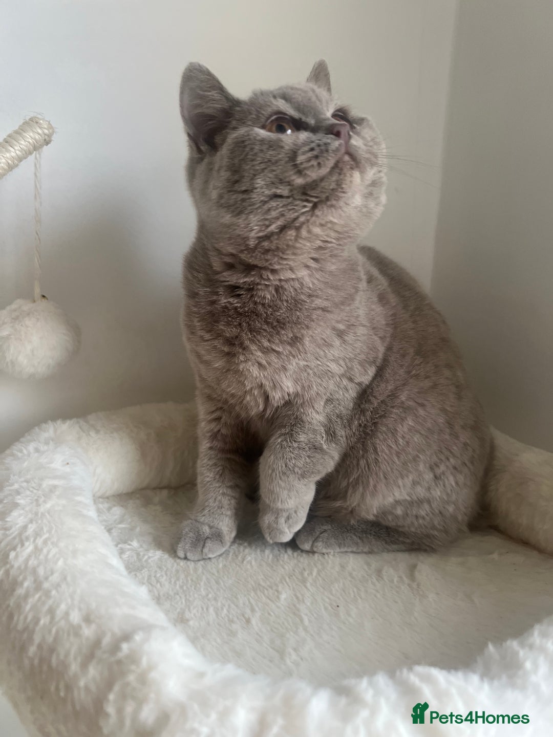 British Shorthair cats for sale: GCCF Registered Lilac British Shorthair Boy - Image 1