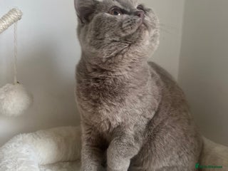 British Shorthair cats - Advert 29
