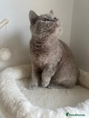 British Shorthair cats - Advert 3