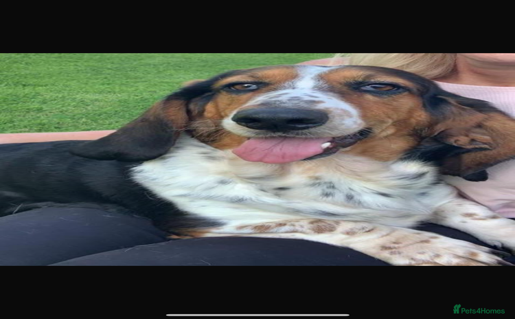 Basset Hound dogs - Advert 2