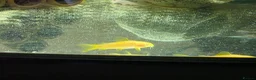 Corys fish for sale: Albino Gold Lazers Corys - Advert 5