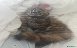 Persian cats for sale: Beautiful Persian x long haired kitten  - Image 15