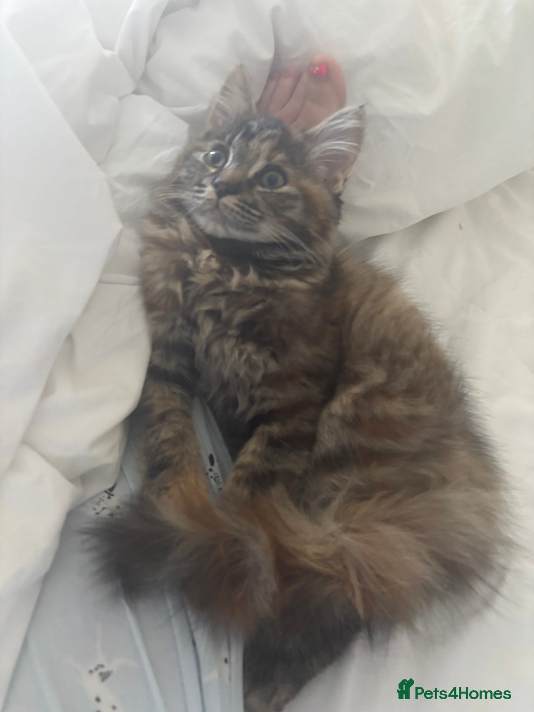 Persian cats for sale: Beautiful Persian x long haired kitten  - Image 15