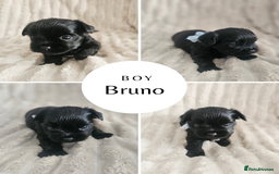 Yorkshire Terrier dogs for sale: SmaltypeYorkshire terrier Chocolate/black IHR.e.V  - Image 1