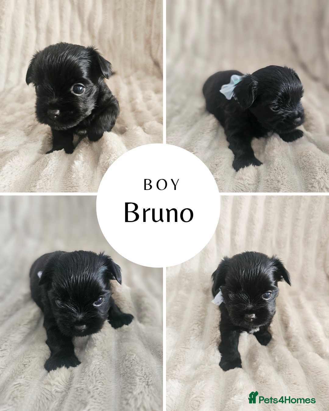 Yorkshire Terrier dogs for sale: SmaltypeYorkshire terrier Chocolate/black IHR.e.V  - Image 1