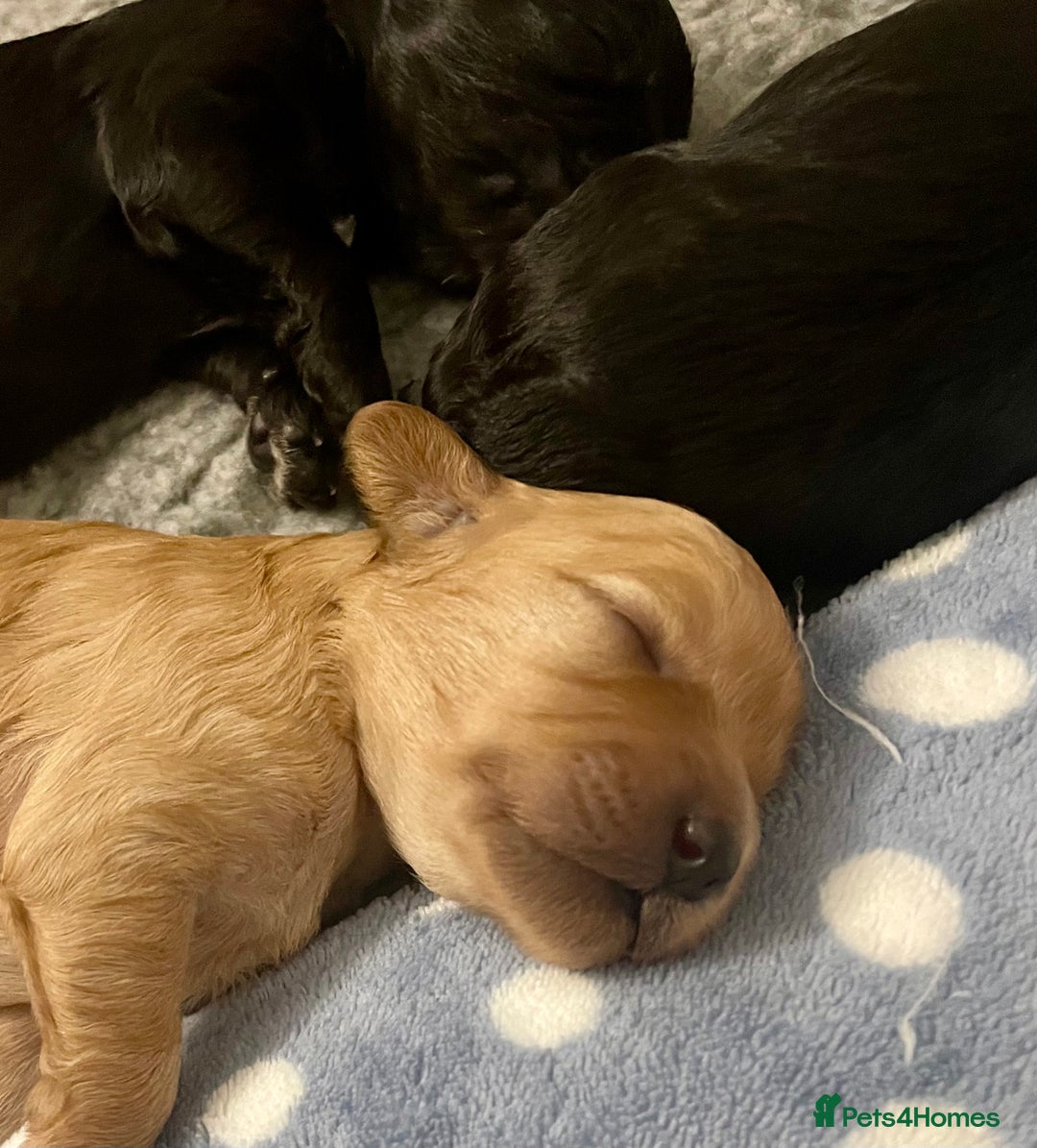 Cavapoo dogs for sale: Cavapoo - Image 35