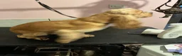 Cocker Spaniel dogs for sale: Beautiful Golden show type Cocker for sale  - Advert 2