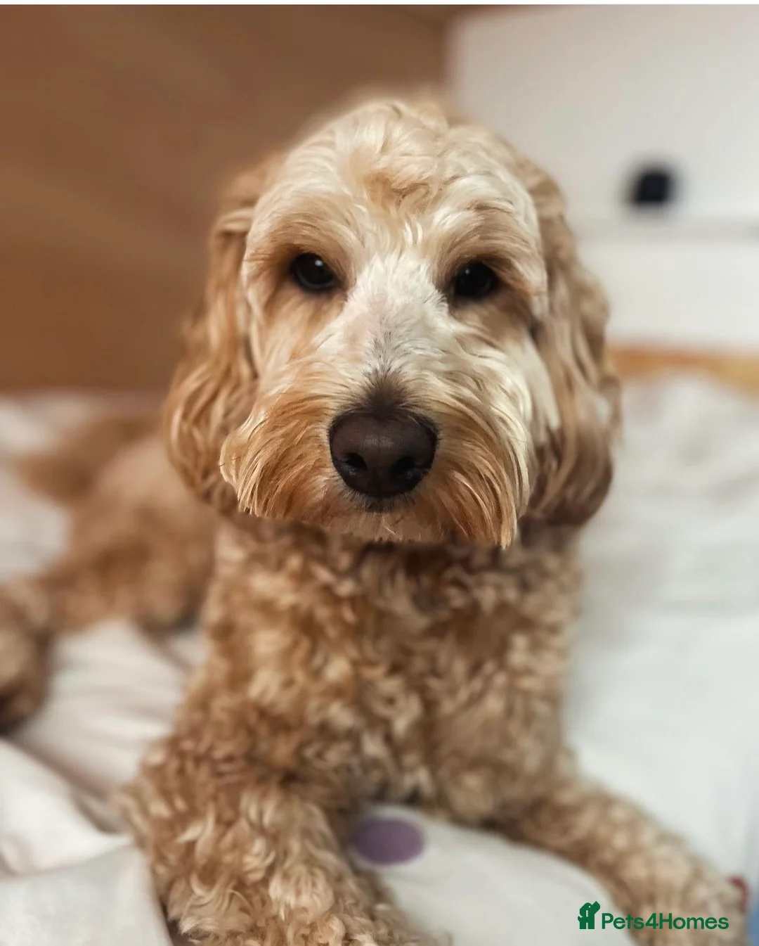 Labradoodle dogs for stud: Australian Labradoodle Stud (Health Tested) in Great Yarmouth - Advert 27