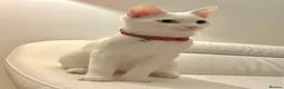 Turkish Angora cats for sale: Beautiful White Cat, Bowie.  in Glasgow - Advert 5
