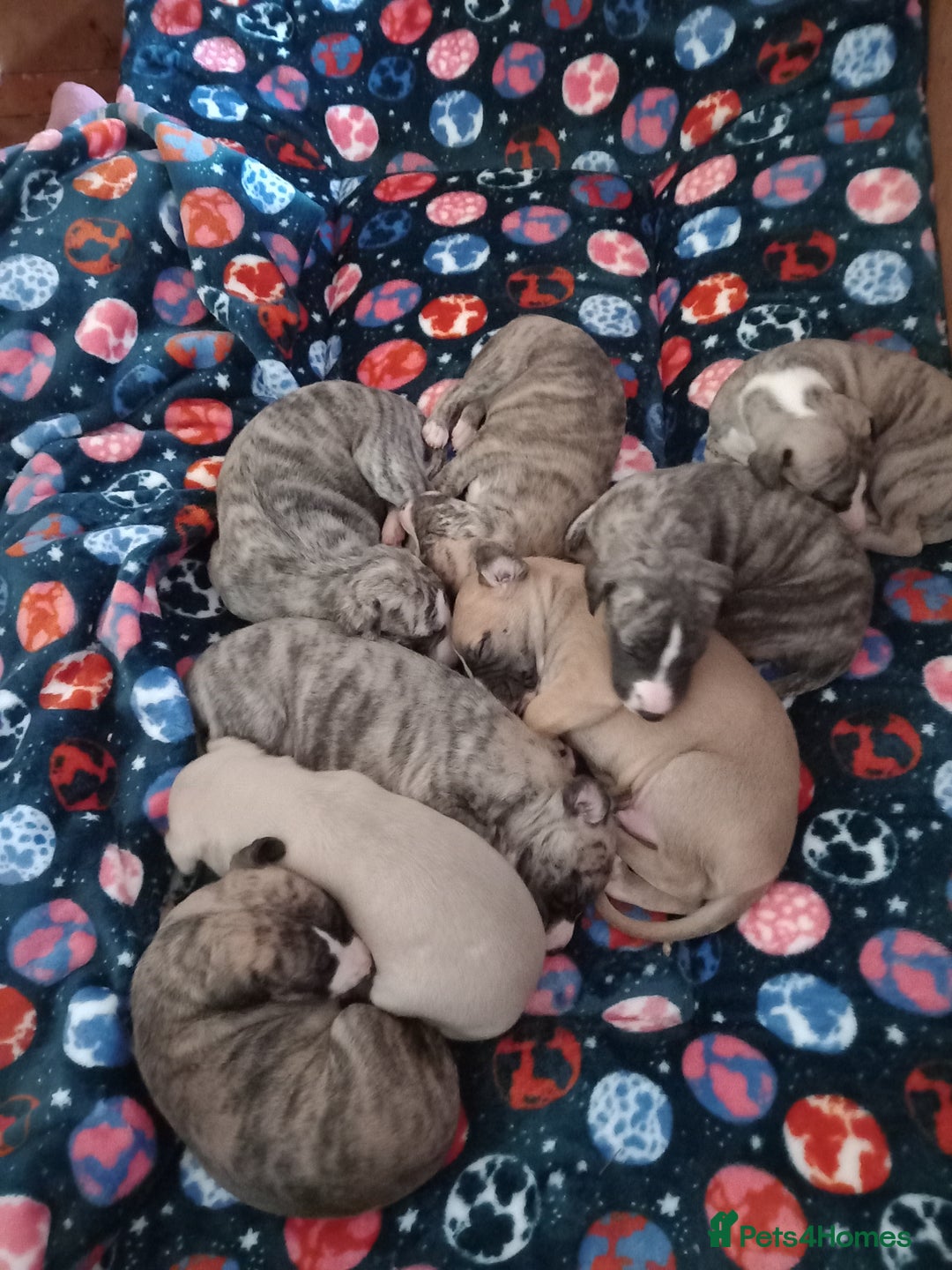 Whippet dogs for sale: Top Class Whippet Puppies - Image 11