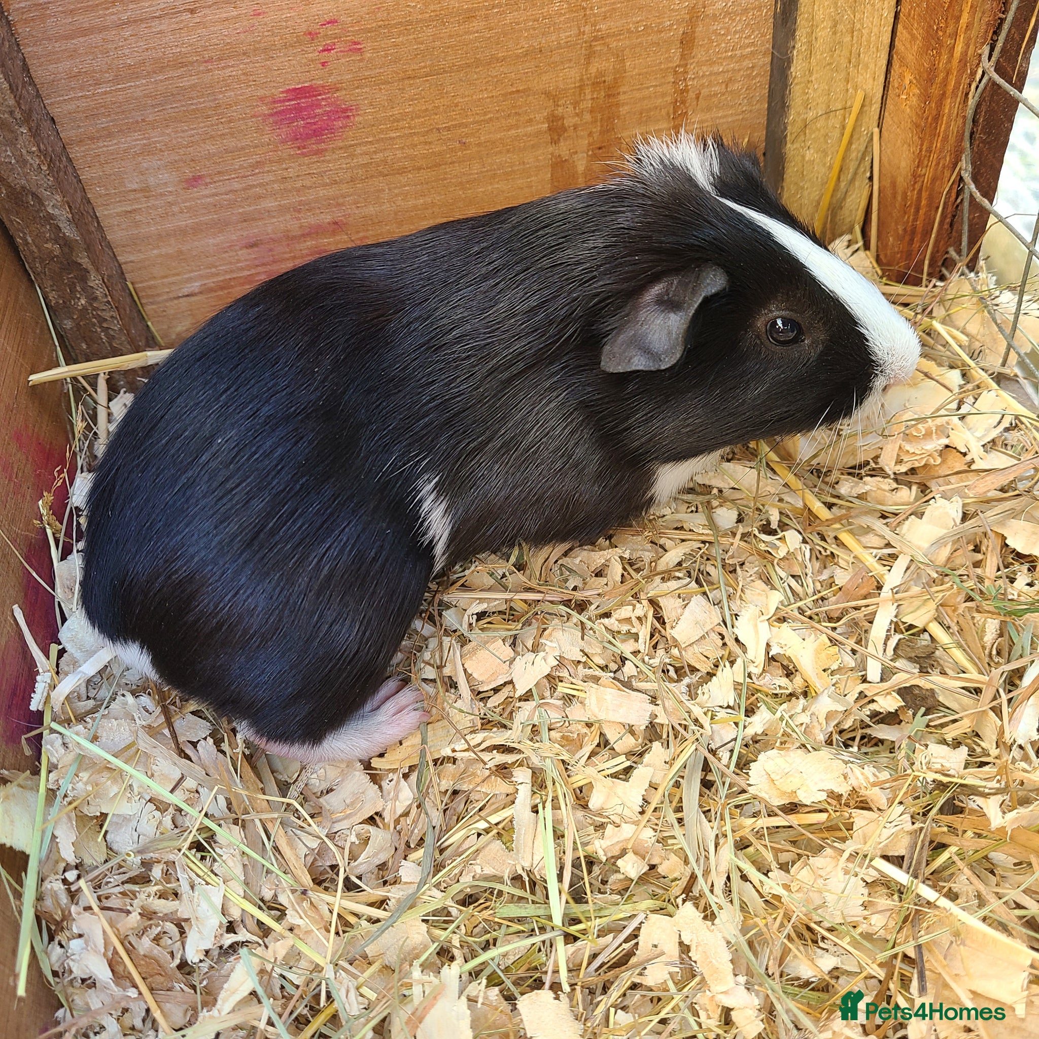 Guinea Pig rodents Guinea Pigs - Advert 9