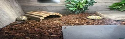 Tortoise reptiles for sale: Horsefield tortoise juvenile  - Advert 5