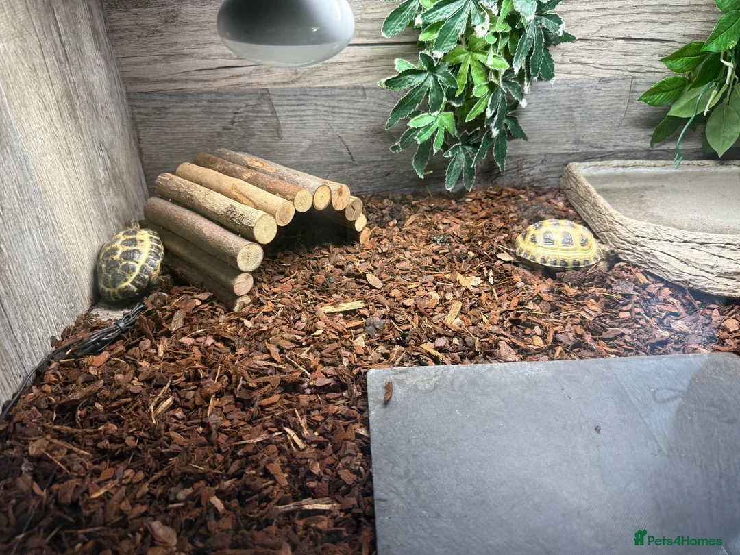 Tortoise reptiles for sale: Horsefield tortoise juvenile  - Advert 5